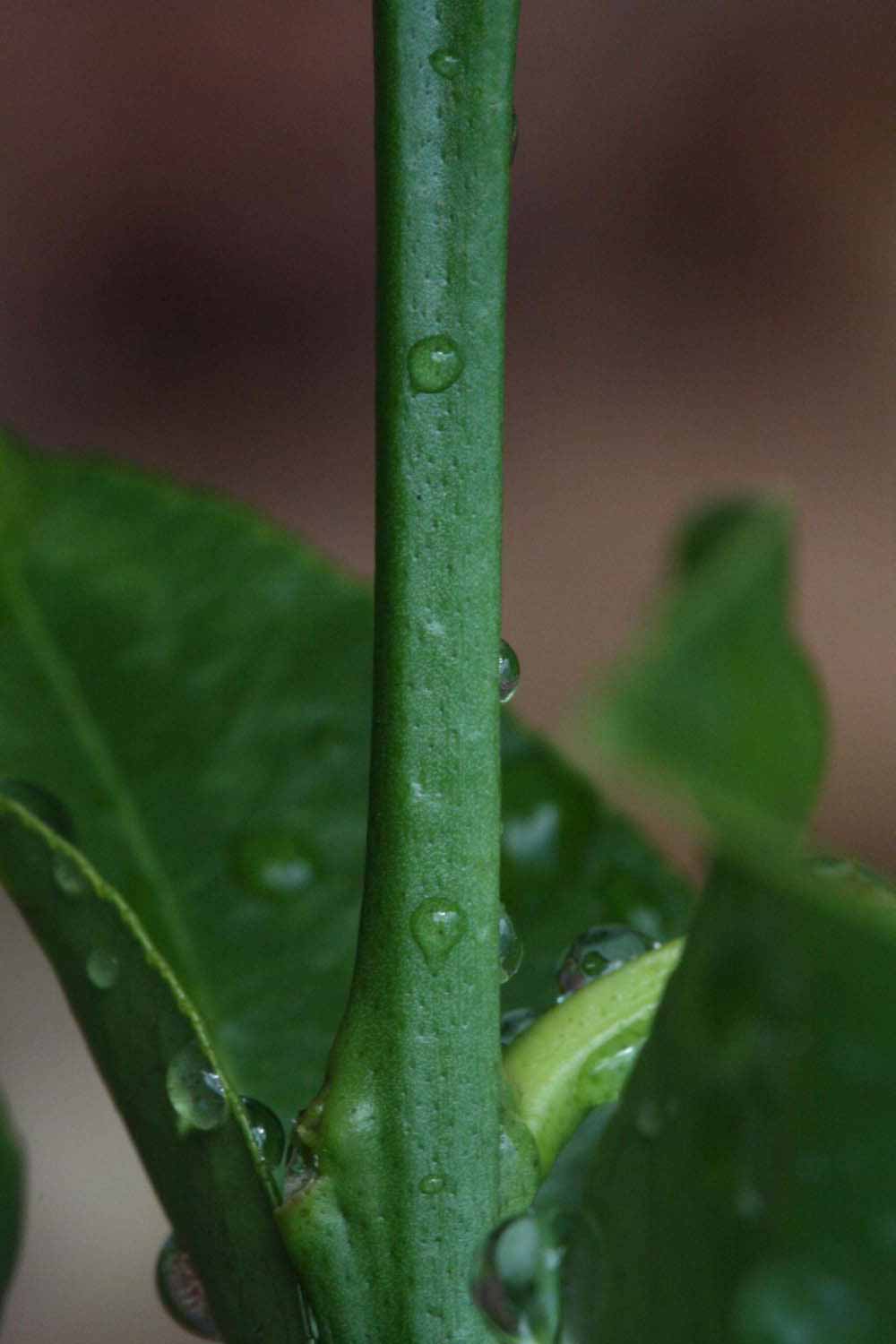            First year twig (Corona Foothill, Riverside, CA)   